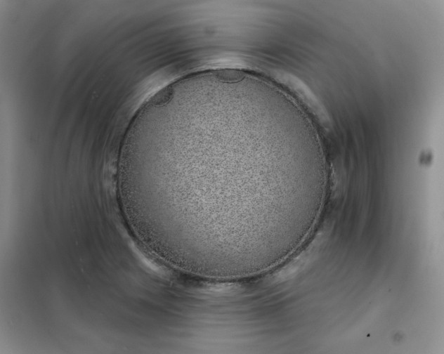 X0000101981225200808011052