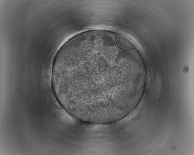 X0000101981228200808011052