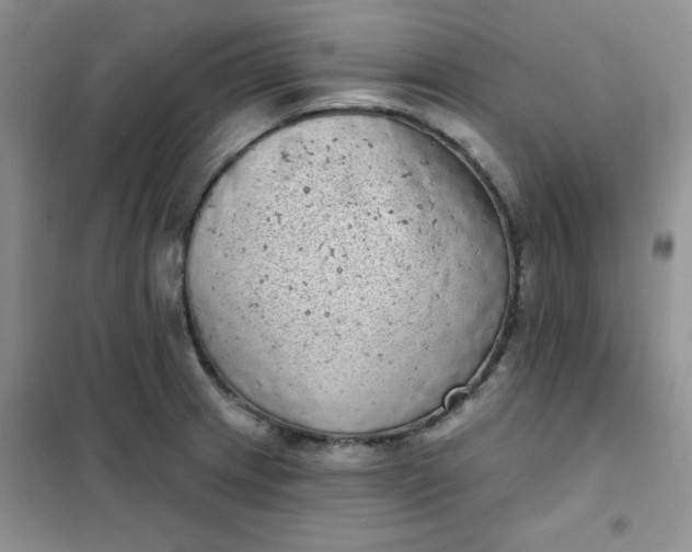 X0000101981233200808011052