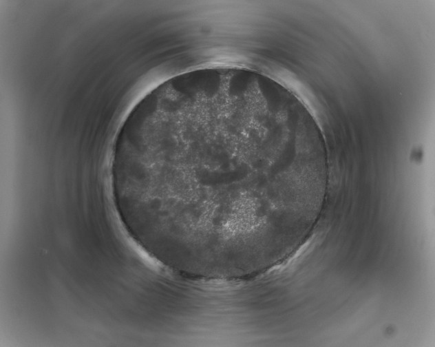 X0000101981235200808011052