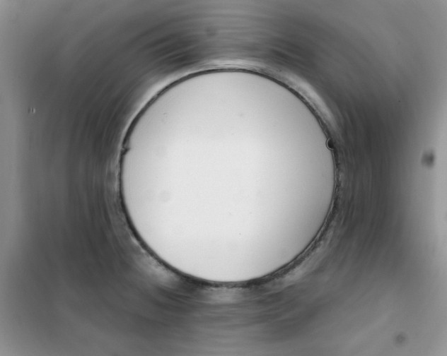 X0000101981236200808011052