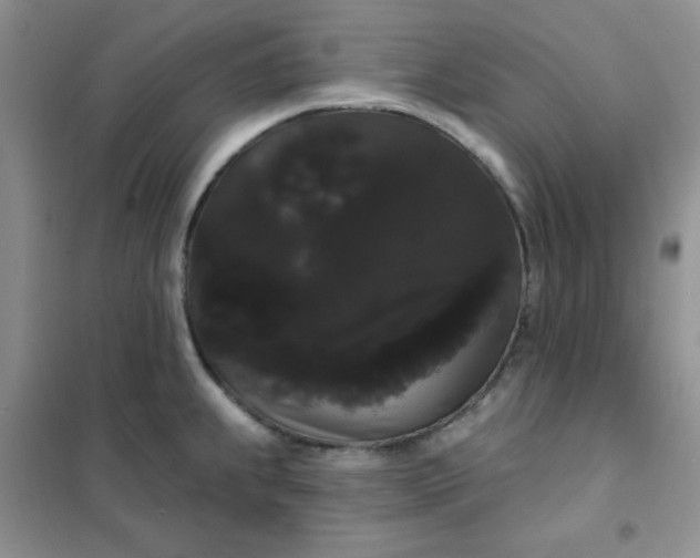 X0000101981239200808011052