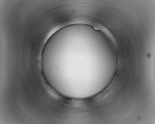 X0000101981242200808011052