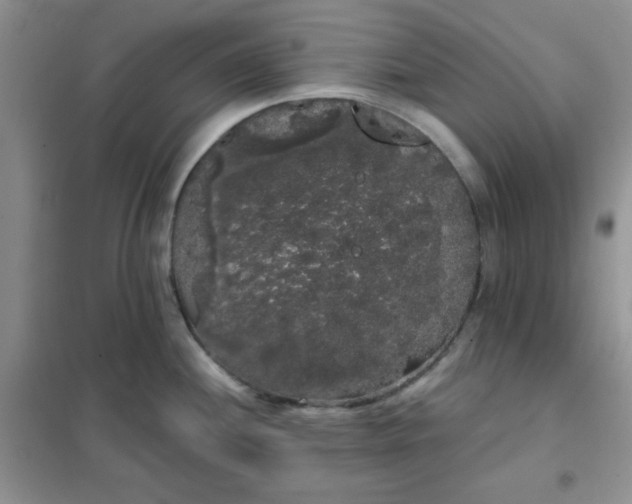 X0000101981244200808011052