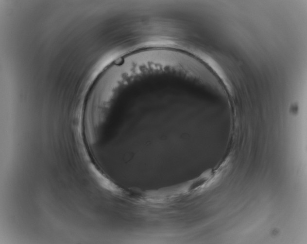 X0000101981245200808011052