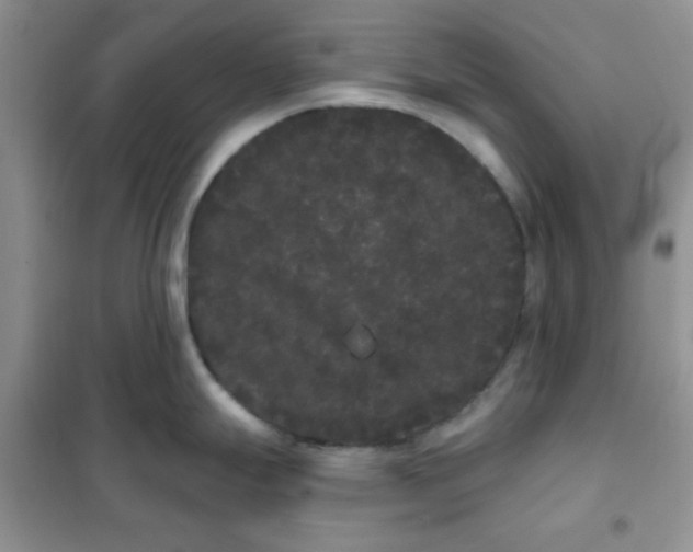 X0000101981247200808011052