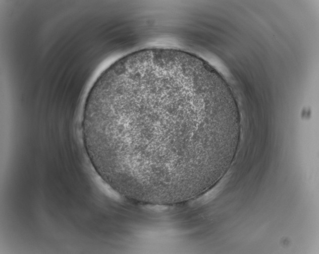 X0000101981248200808011052