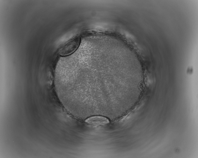 X0000101981253200808011051