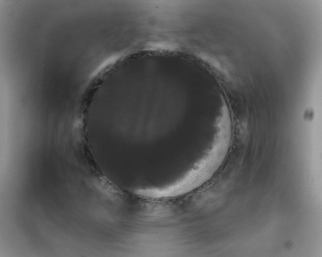 X0000101981254200808011051