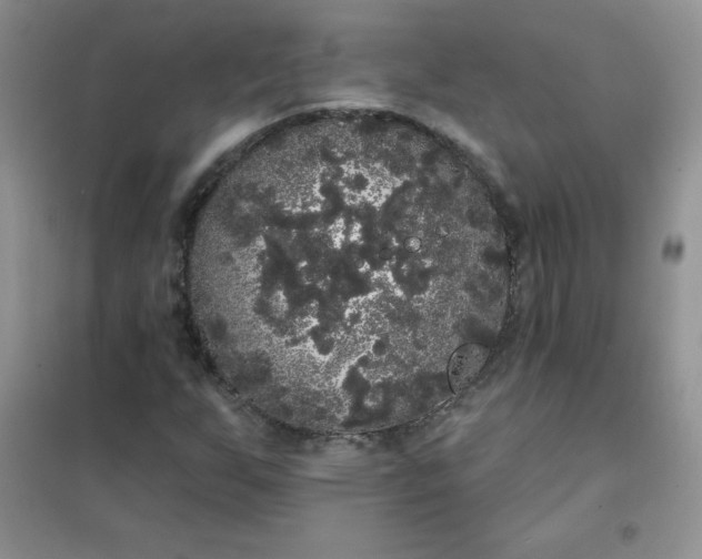 X0000101981255200808011051