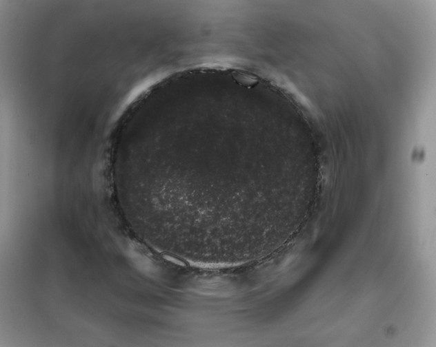 X0000101981256200808011051