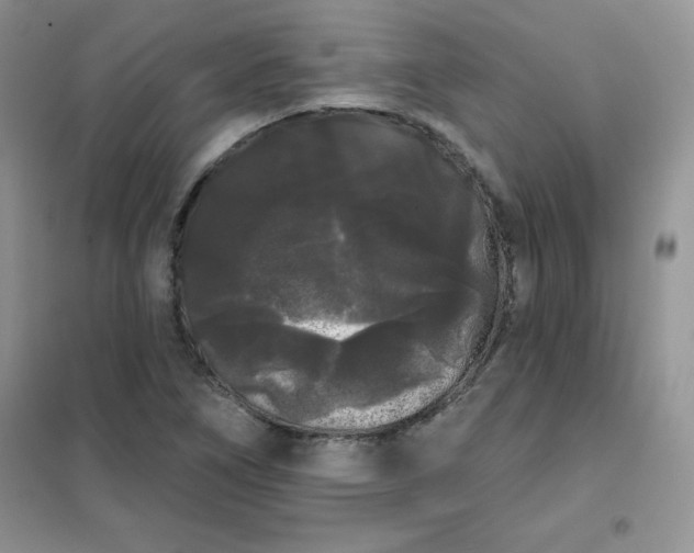 X0000101981266200808011051