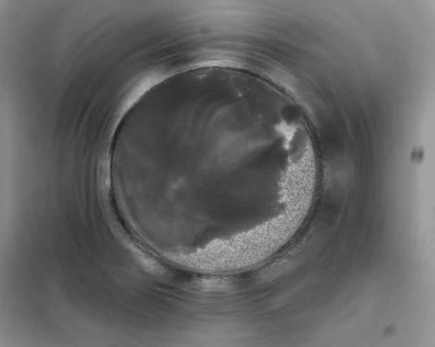 X0000101981274200808011051