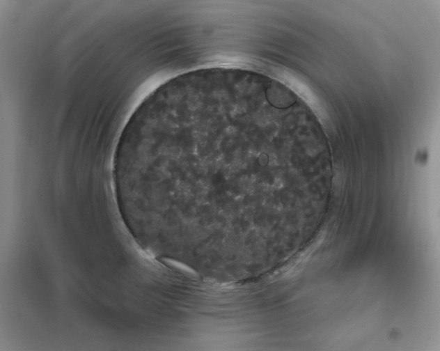 X0000101981283200808011051