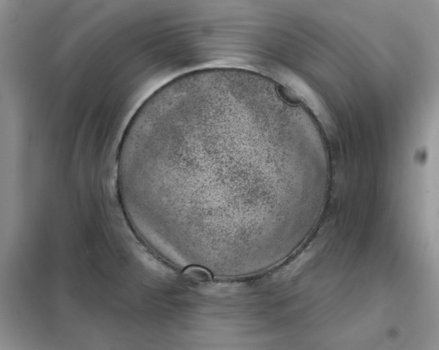 X0000101981284200808011051