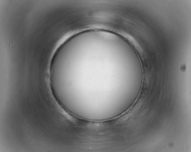 X0000101981286200808011051