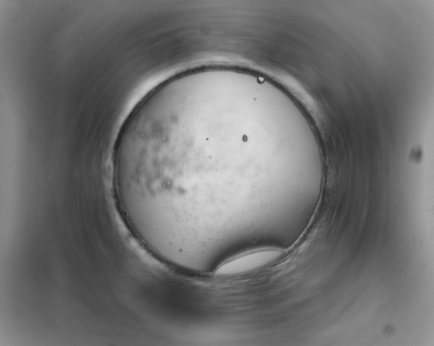 X0000101981287200808011051