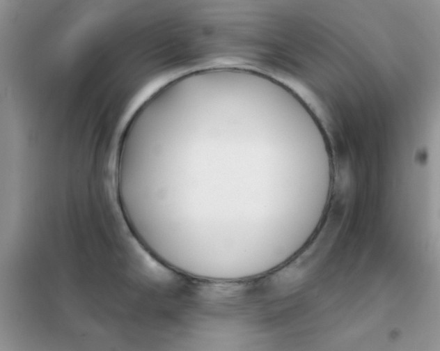 X0000101981294200808011051