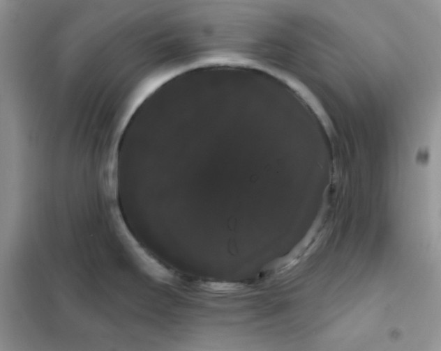 X0000101981295200808011051