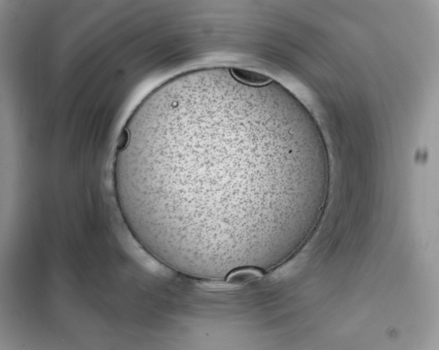 X0000101981296200808011051