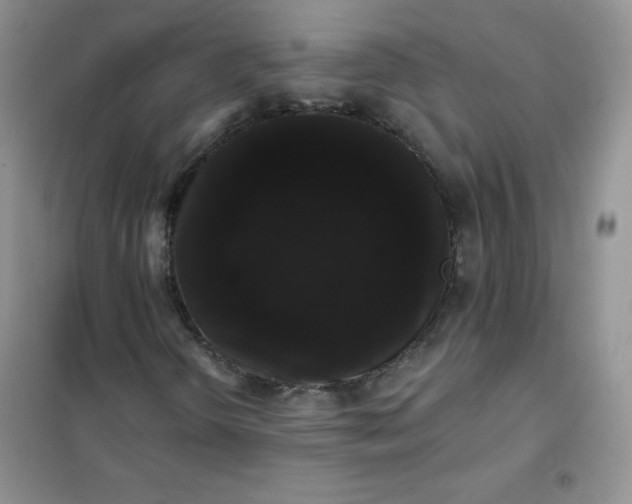 X0000101981298200808011050