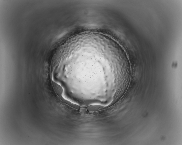 X0000101981301200808011050