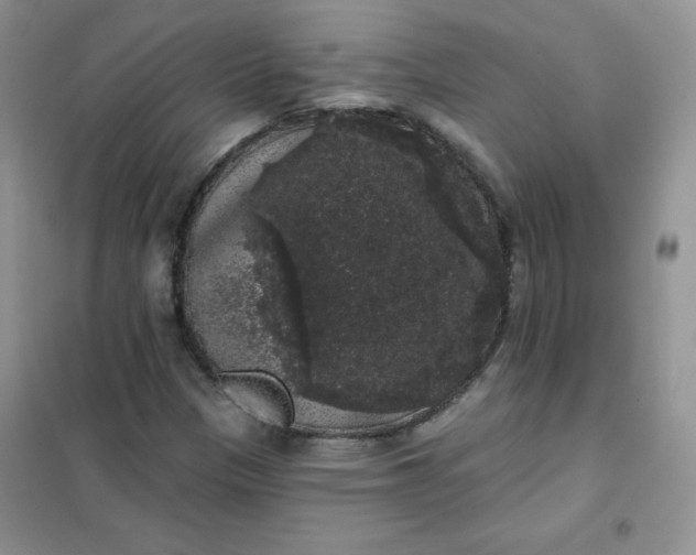 X0000101981305200808011050