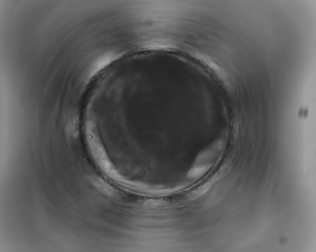 X0000101981306200808011050