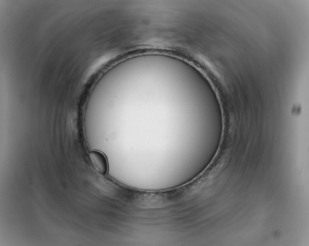 X0000101981307200808011050