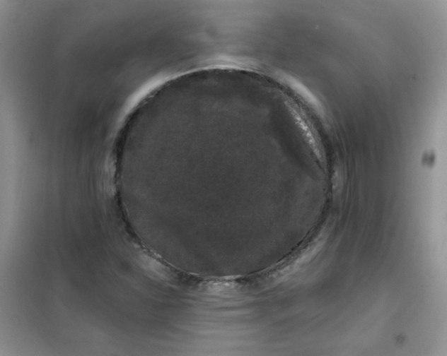 X0000101981310200808011050