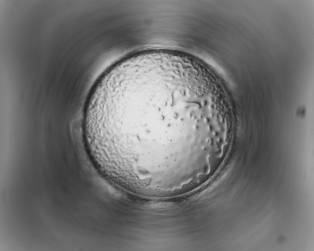 X0000101981325200808011051