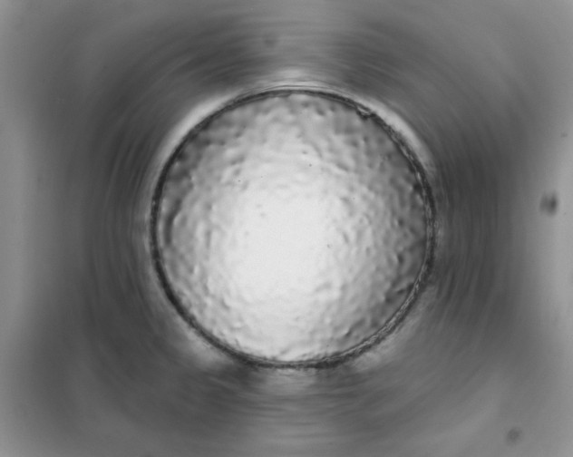 X0000101981333200808011051