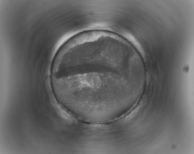 X0000101981336200808011051