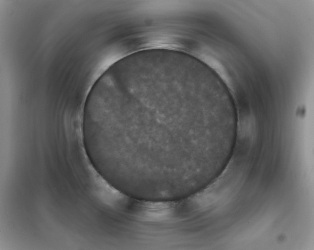 X0000101981338200808011051