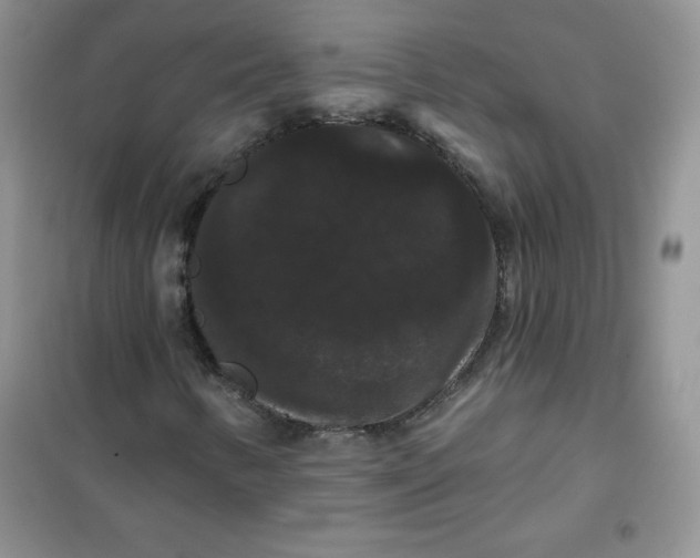 X0000101981346200808011050