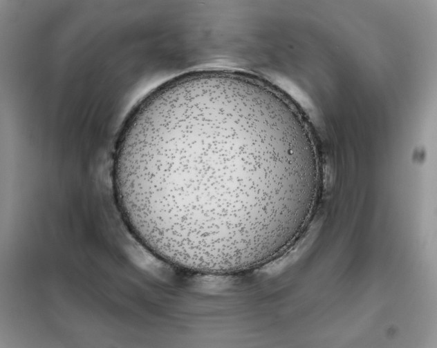 X0000101981356200808011050