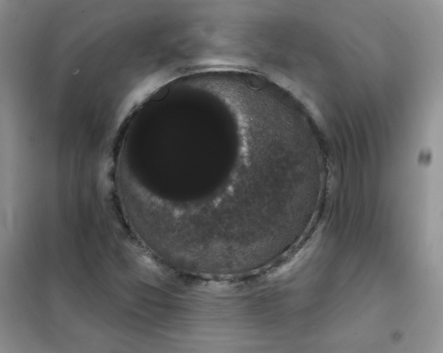 X0000101981357200808011050