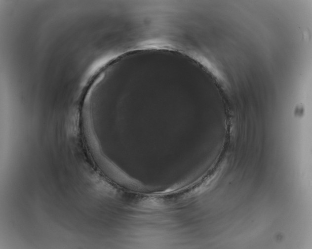 X0000101981358200808011050