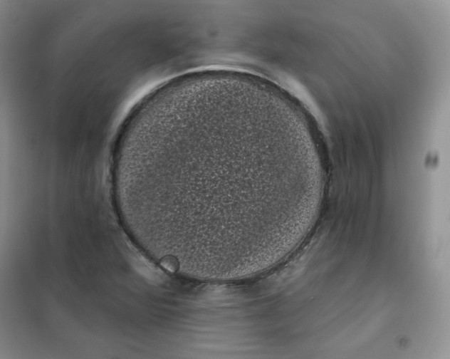 X0000101981360200808011050