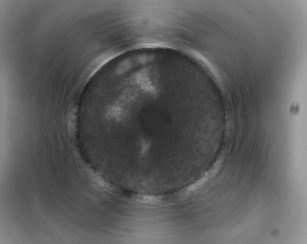 X0000101981361200808011050