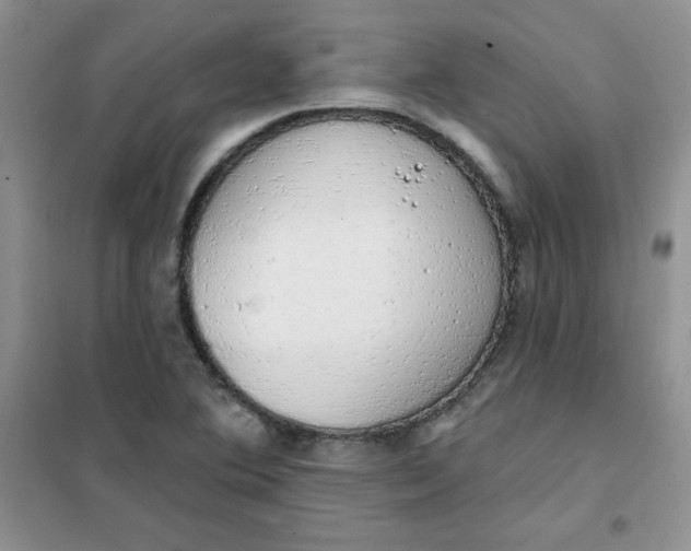 X0000101981364200808011050