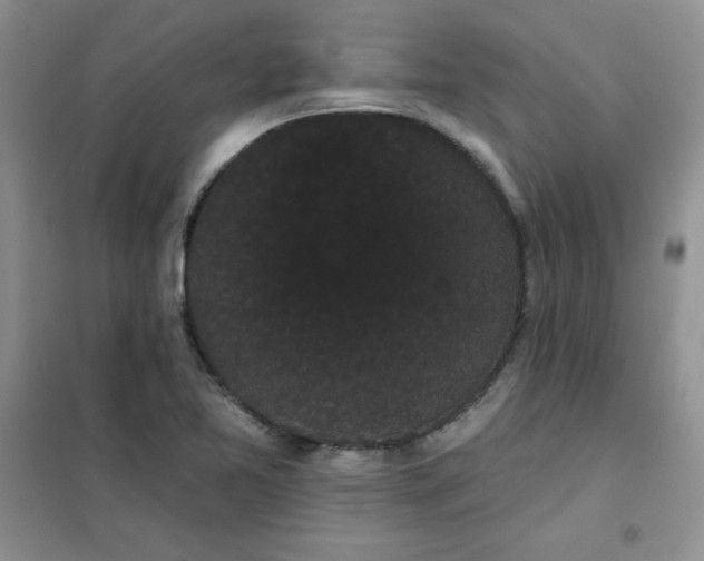 X0000101981365200808011050