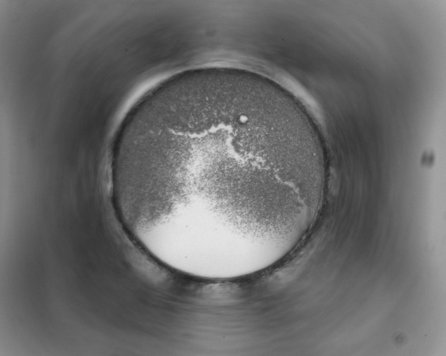 X0000101981368200808011050