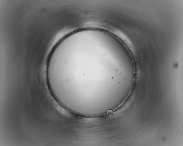 X0000101981376200808011050