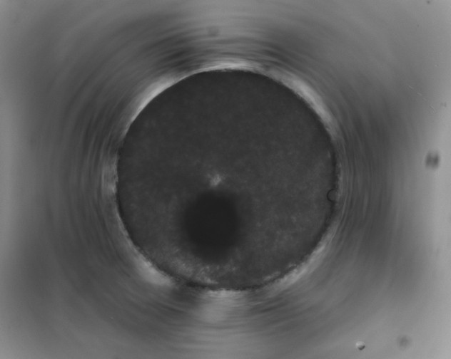 X0000101981377200808011050