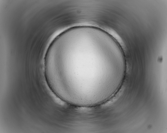 X0000101981380200808011050