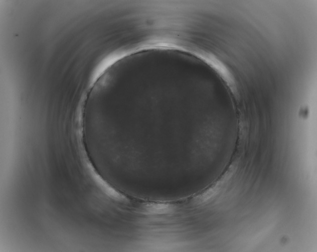 X0000101981382200808011050