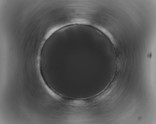 X0000101981383200808011050