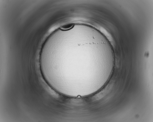 X0000101981384200808011050