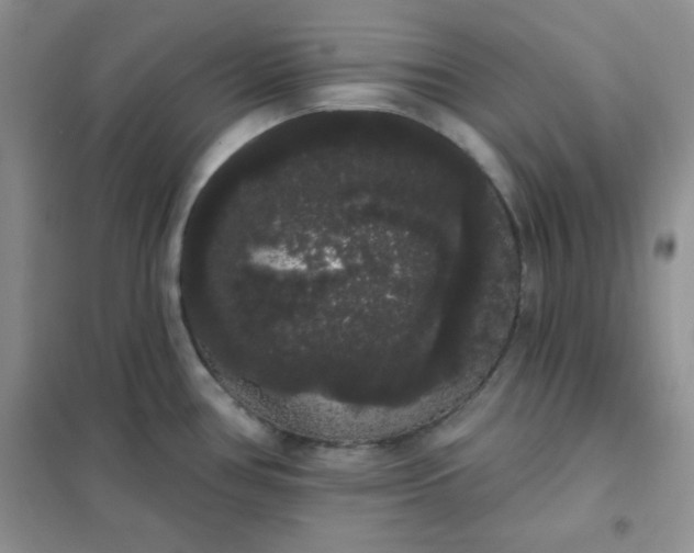 X0000101981386200808011050